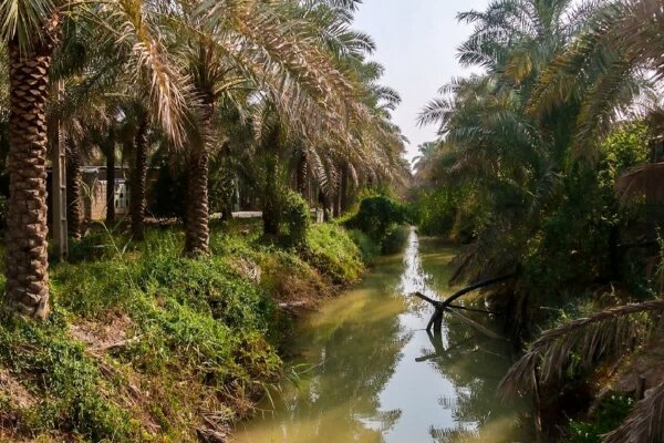 تامین آب نخیلات حوضه مارون در خوزستان با رهاسازی آب