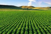 پیش‌بینی برداشت ۲۲۰ هزار تن گندم در خدابنده؛ مزارع زنجان در مسیر ثبت رکورد جدید