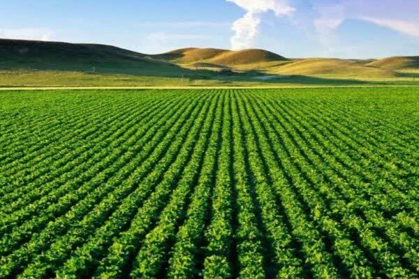 پیش‌بینی برداشت ۲۲۰ هزار تن گندم در خدابنده؛ مزارع زنجان در مسیر ثبت رکورد جدید