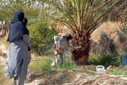 ردیابی و کنترل سوسک حنایی در نخلستان‌های حاجی‌آباد