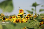 مزرعه گل‌های آفتابگردان در خراسان شمالی