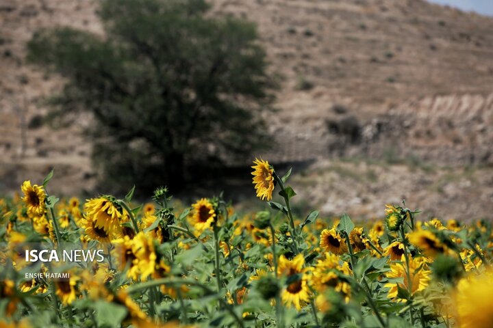 گل آفتاب گردان بجنورد
