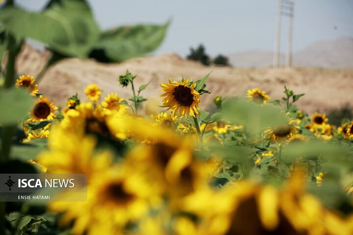 گل آفتاب گردان بجنورد