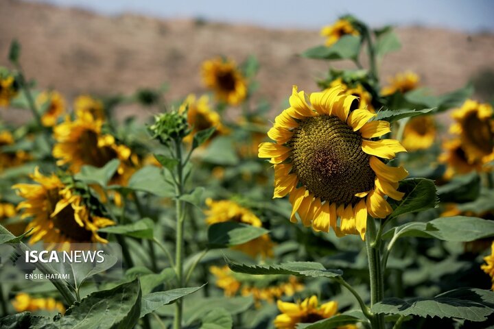 گل آفتاب گردان بجنورد