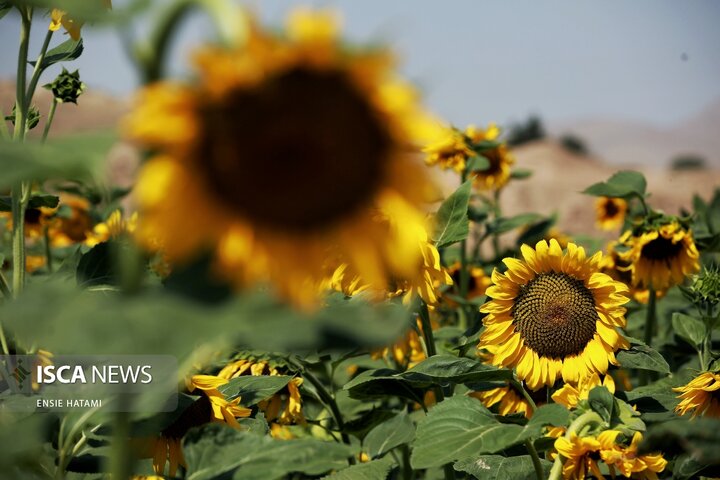 گل آفتاب گردان بجنورد