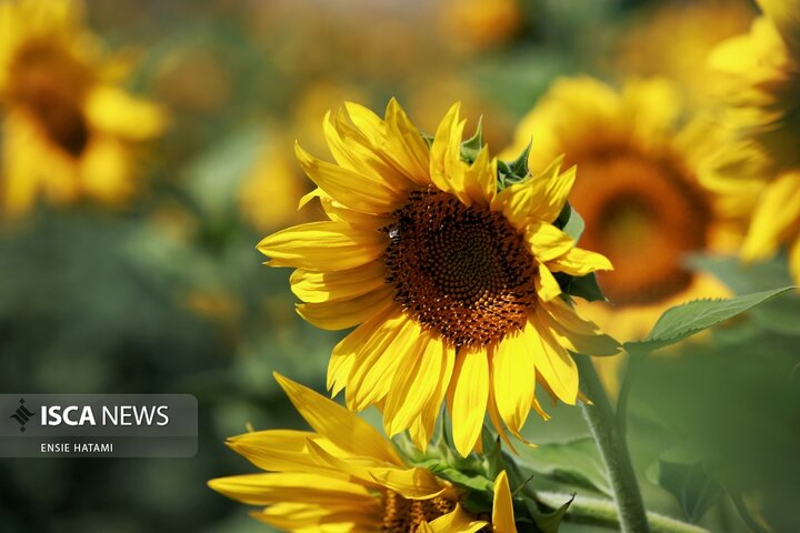 گل آفتاب گردان بجنورد