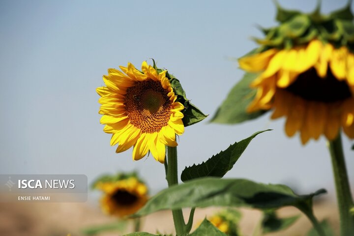 گل آفتاب گردان بجنورد