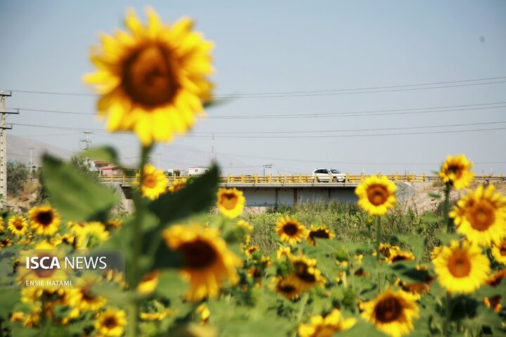 گل آفتاب گردان بجنورد