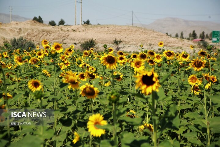 گل آفتاب گردان بجنورد