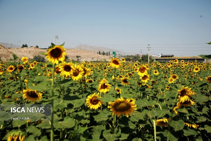 گل آفتاب گردان بجنورد