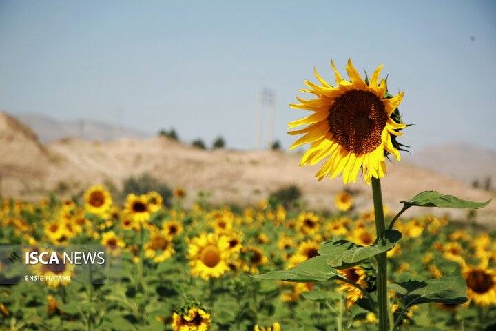 گل آفتاب گردان بجنورد
