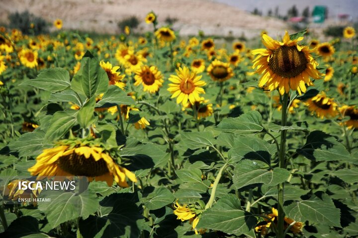 گل آفتاب گردان بجنورد