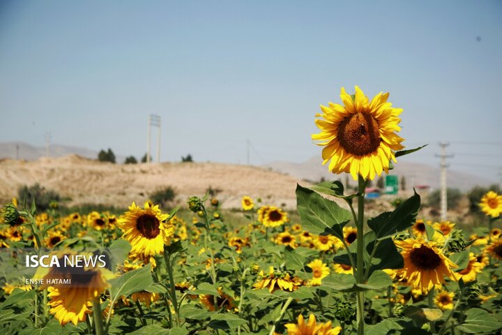 گل آفتاب گردان بجنورد