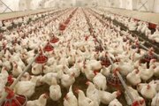 برنامه ریزی برای توسعه کشتارگاه صنعتی طیور در خوزستان