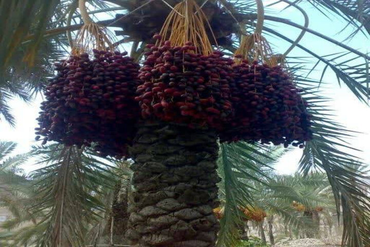 برداشت ۵۸ هزار تن خرما از نخلستان‌های حاجی‌آباد