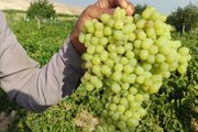 تجلی رنگ و طعم در ماهنشان؛ فصل چیدن خوشه‌های زرین و یاقوتی