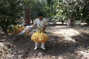 استان فارس، قطب اول خرمای کشور؛ رکوردشکنی ۴۵۰ هزار تنی با ۲۲ شهرستان