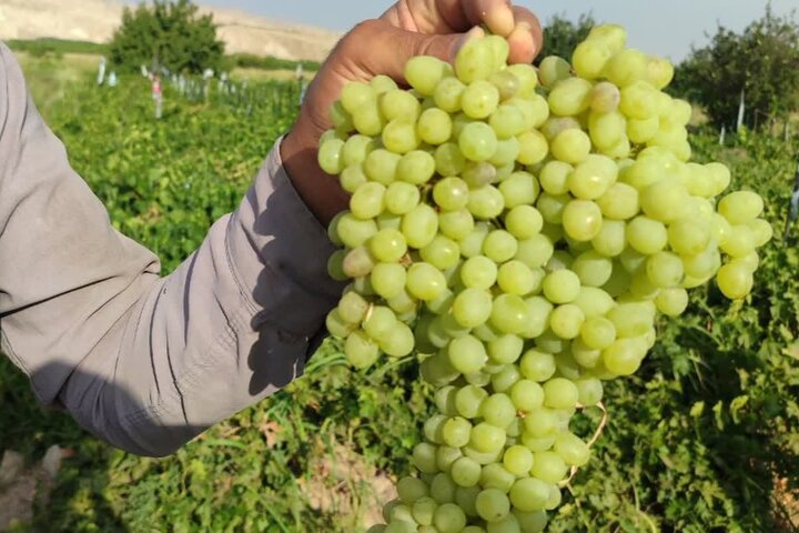 تجلی رنگ و طعم در ماهنشان؛ فصل چیدن خوشه‌های زرین و یاقوتی