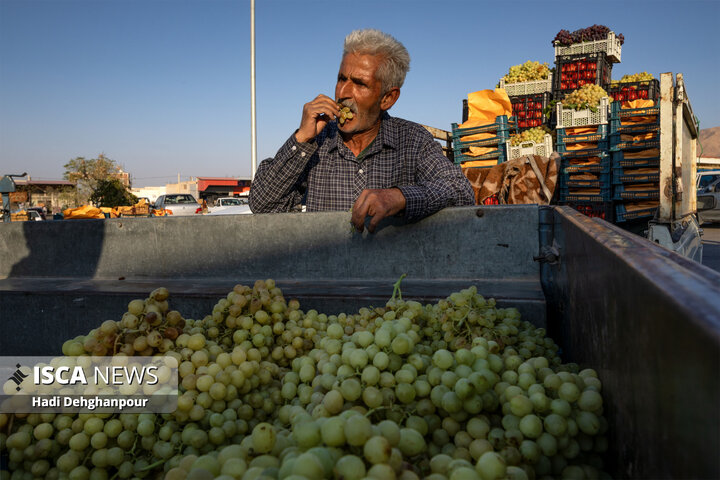رویان؛ شهرِ انگور