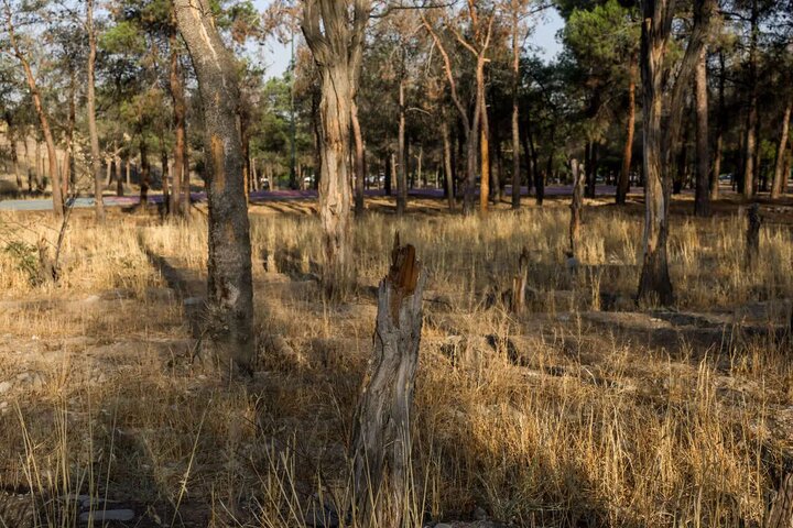 تشکیل پرونده قضایی برای قطع درختان بوستان چیتگر