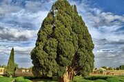 سرو ۴۵۰۰ ساله ابرکوه به سامانه پیشرفته اطفای حریق مجهز شد