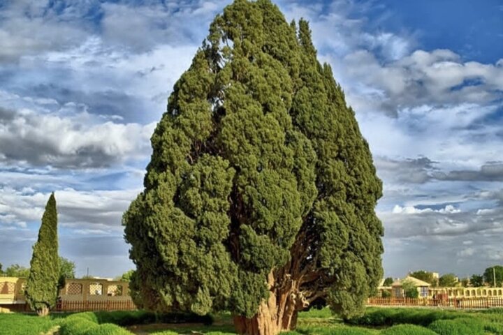 سرو ۴۵۰۰ ساله ابرکوه به سامانه پیشرفته اطفای حریق مجهز شد