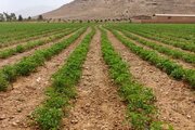 کشت گوجه فرنگی پاییزه در زمین‌های کشاورزی بوشهر
