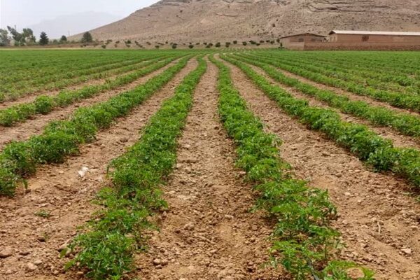 کشت گوجه فرنگی پاییزه در زمین‌های کشاورزی بوشهر