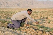 بیش از ۱۵۰ هکتار از اراضی دیم سرله باغملک به آبیاری نوین مجهز شد