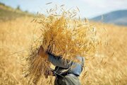 جشن شکرگزاری تولید ۱.۲ میلیون تن گندم در گلستان برگزار شد