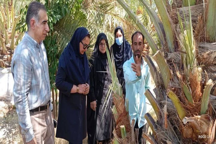 تشدید عملیات پایش و کنترل آفت سوسک حنایی خرما در شهرستان حاجی‌آباد