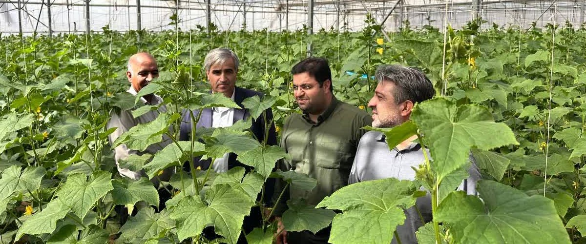 توسعه کشتهای گلخانهای؛ موتور محرک اشتغال و اقتصاد پایدار در روستاهای خرمدره
