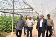 توسعه کشت‌های گلخانه‌ای؛ موتور محرک اشتغال و اقتصاد پایدار در روستاهای خرم‌دره