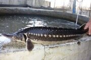 فارس؛ رتبه سوم کشور در پرورش ماهیان خاویاری