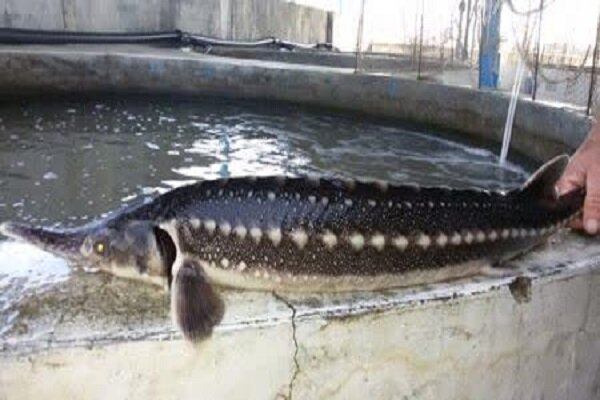 فارس؛ رتبه سوم کشور در پرورش ماهیان خاویاری