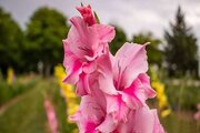 تولید ۵۵۳ هزار گونه گیاهی برای توسعه فضای سبز کاشان