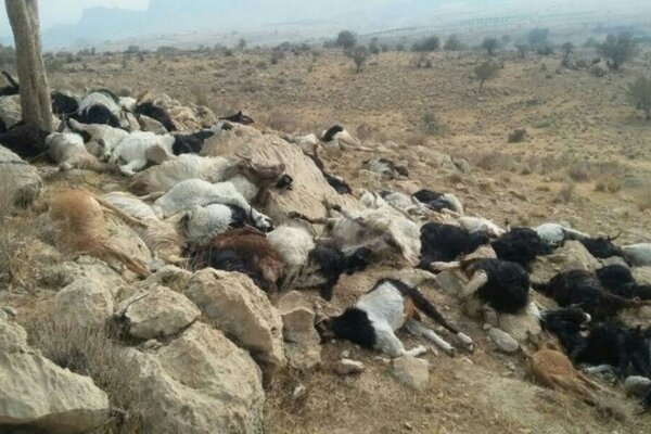 سیلاب ناگهانی در تله‌زنگ ۲۴۰ رأس دام عشایر دزفول را تلف کرد