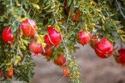 پیش‌بینی تولید ۲۸ هزار تن انار در گلستان