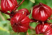 برداشت چای ترش در مزارع روستای علوه کارون تا پایان آبان ادامه دارد