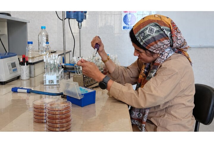 طراحی مکمل ژل پروبیوتیک برای روده تحریک‌پذیر در مرکز رشد دانشگاه آزاد واحد شهرکرد
