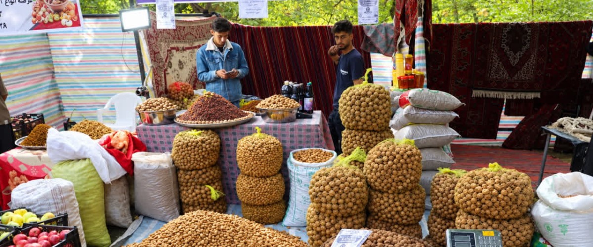جشنواره ملی گردوی سهرورد؛ تلاقی اصالت تاریخی و برکت کشاورزی در قلب زنجان