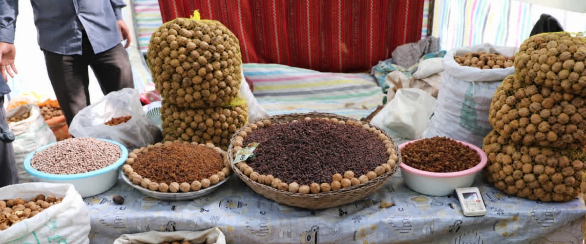 جشنواره ملی گردوی سهرورد؛ تلاقی اصالت تاریخی و برکت کشاورزی در قلب زنجان