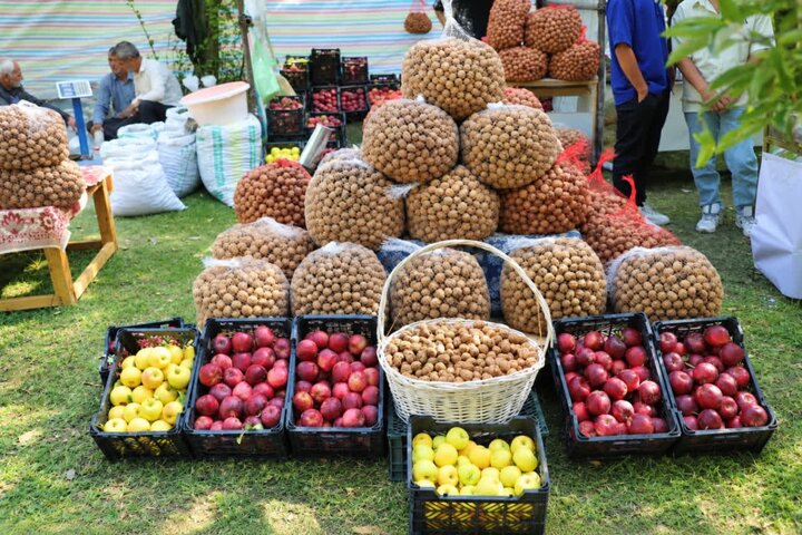 جشنواره ملی گردوی سهرورد؛ تلاقی اصالت تاریخی و برکت کشاورزی در قلب زنجان