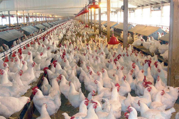 رکنی: زمان بازپرداخت وام مرغداران تمدید می شود /صادرات؛ بهترین راهکار برای خروج از بن‌بست مازاد تولید مرغ 