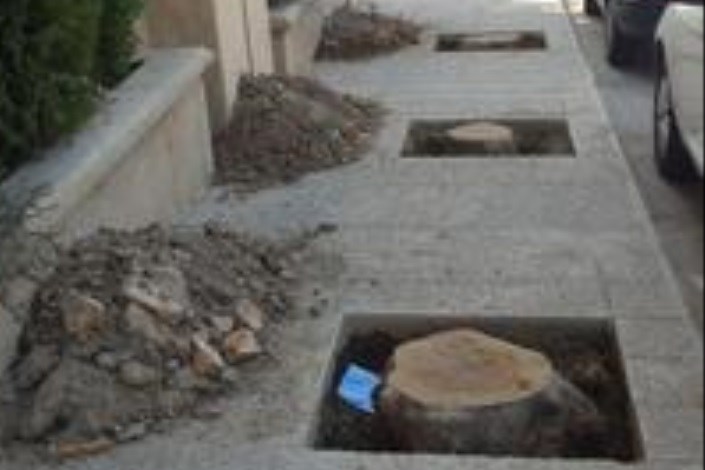  برای ساخت مسکن ۴۷۹ اصله درخت قطع شد