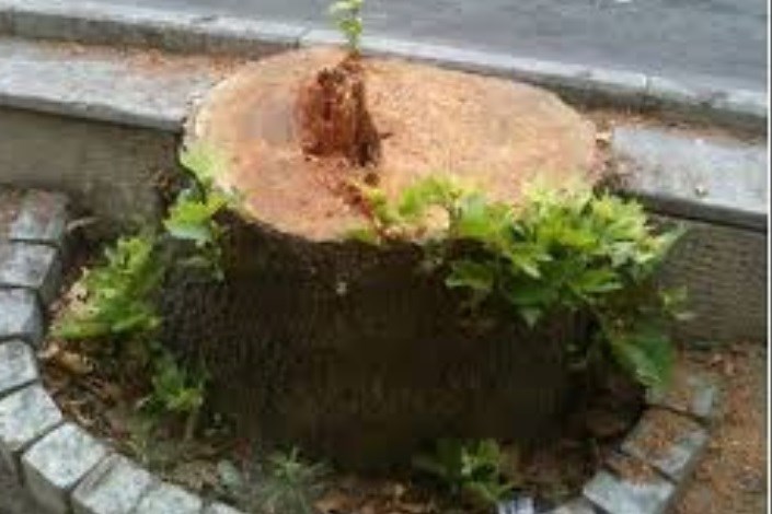 گزارش تلویزیونی قطع درختان  صدای شهرداری را درآورد!