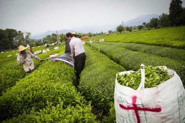 ٧٨ هزار تن برگ سبز چای تولید شد