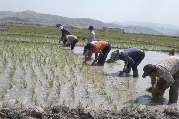 واکنش ها به تولیدبرنج آلوده در ایران/ مگس در کارخانه های برنج دهلی و پاکستان پرسه می زند