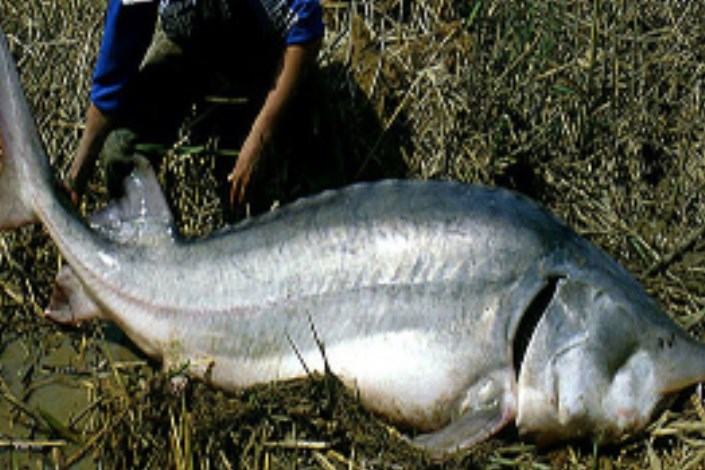 صید فیل ماهی ۸۰ میلیون تومانی از دریای خزر/ تصویر 