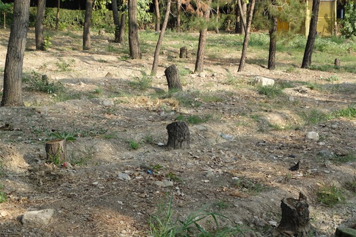 قطع درختان ۵۰ ساله آغاز شد/ چیتگر و سرخه‌حصار قربانی می‌شوند؟